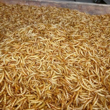 大量黄粉虫