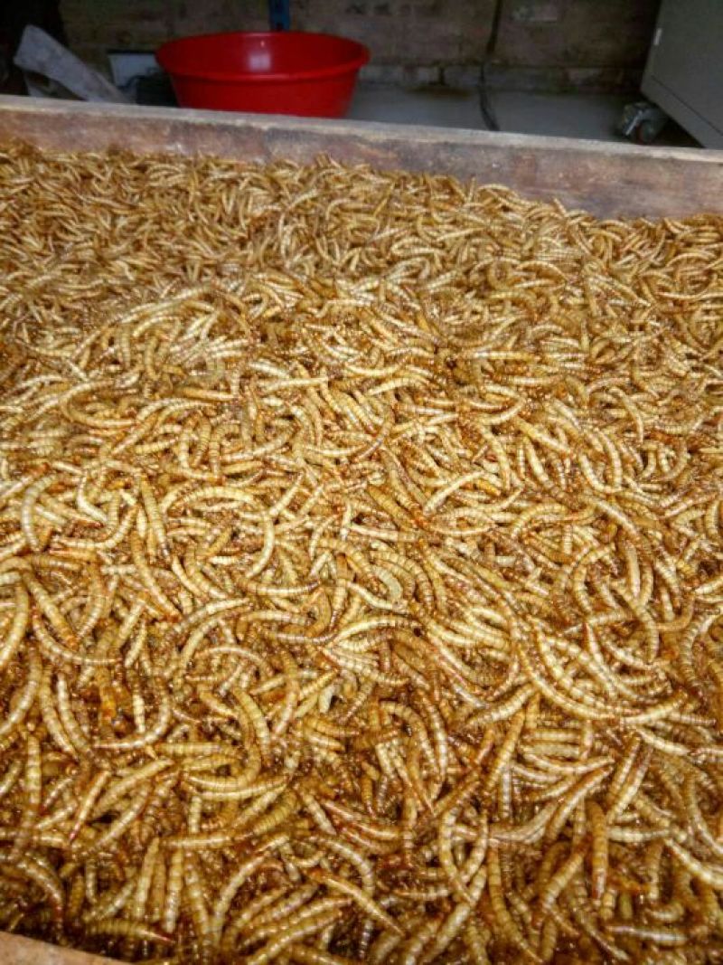 大量黄粉虫