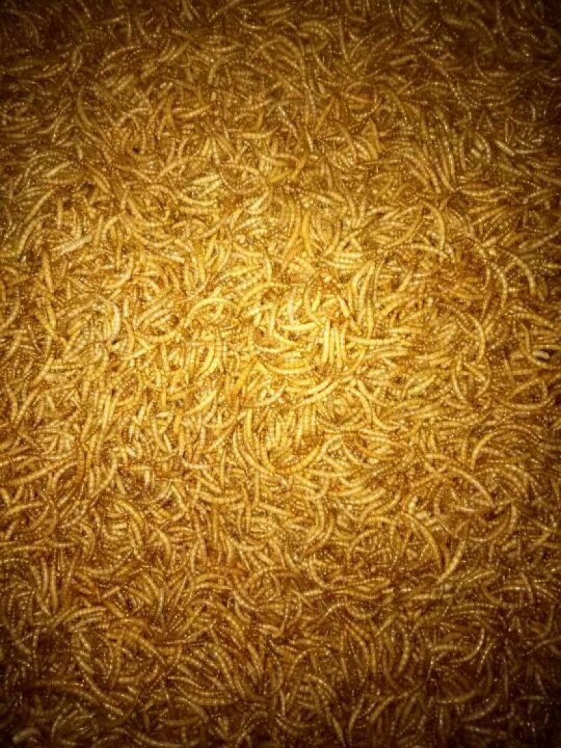 大量黄粉虫