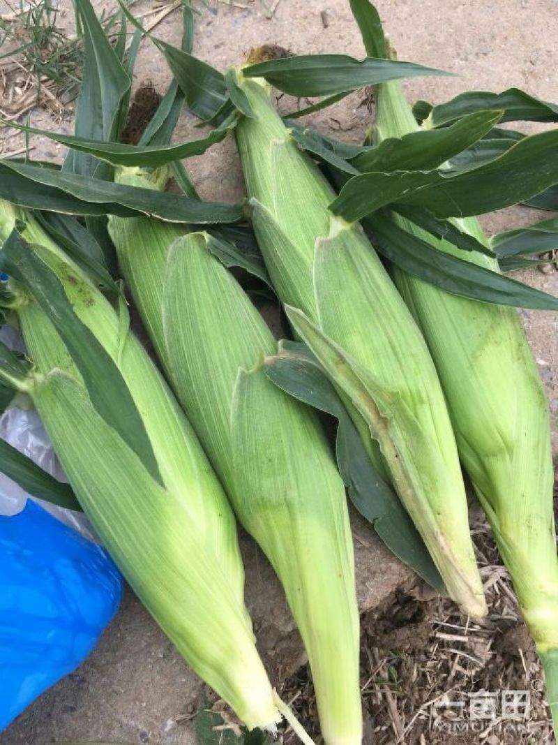 鲜玉米16~20%
