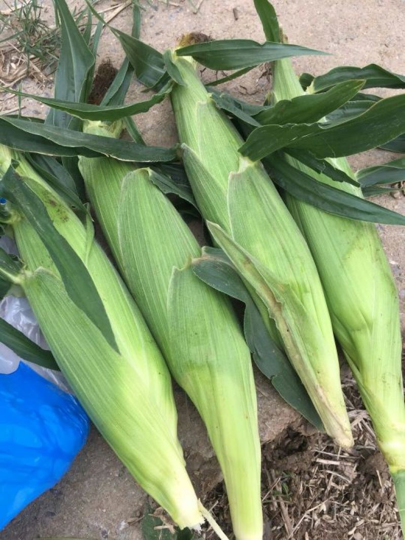 鲜玉米16~20%