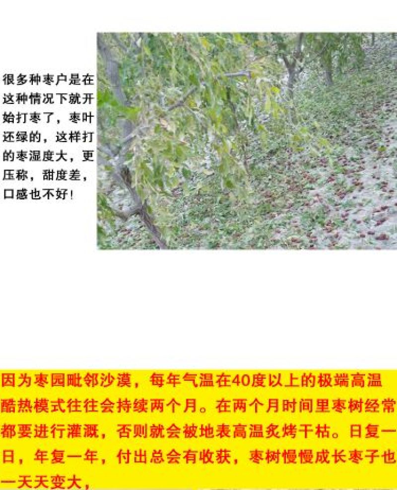 玉品源基地生态红枣