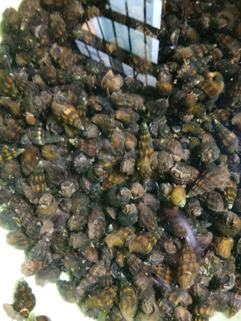 大量供应扭扭螺
