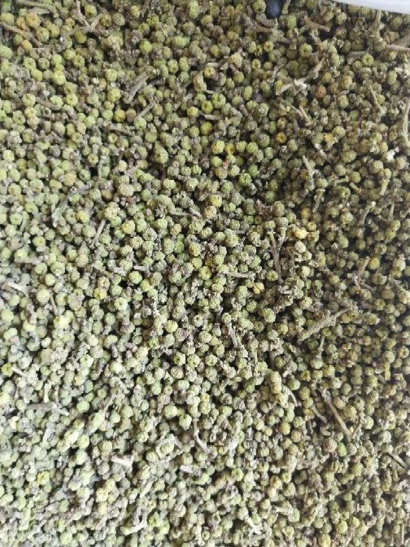 吴茱萸苗，江西樟树市高产中花吴茱萸苗，茶辣子苗