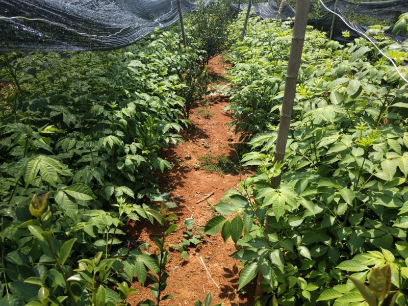 吴茱萸苗，江西樟树市高产中花吴茱萸苗，茶辣子苗