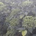 吴茱萸苗，江西樟树市高产中花吴茱萸苗，茶辣子苗