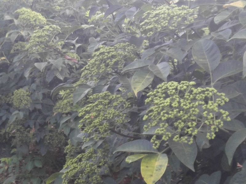 吴茱萸苗，江西樟树市高产中花吴茱萸苗，茶辣子苗