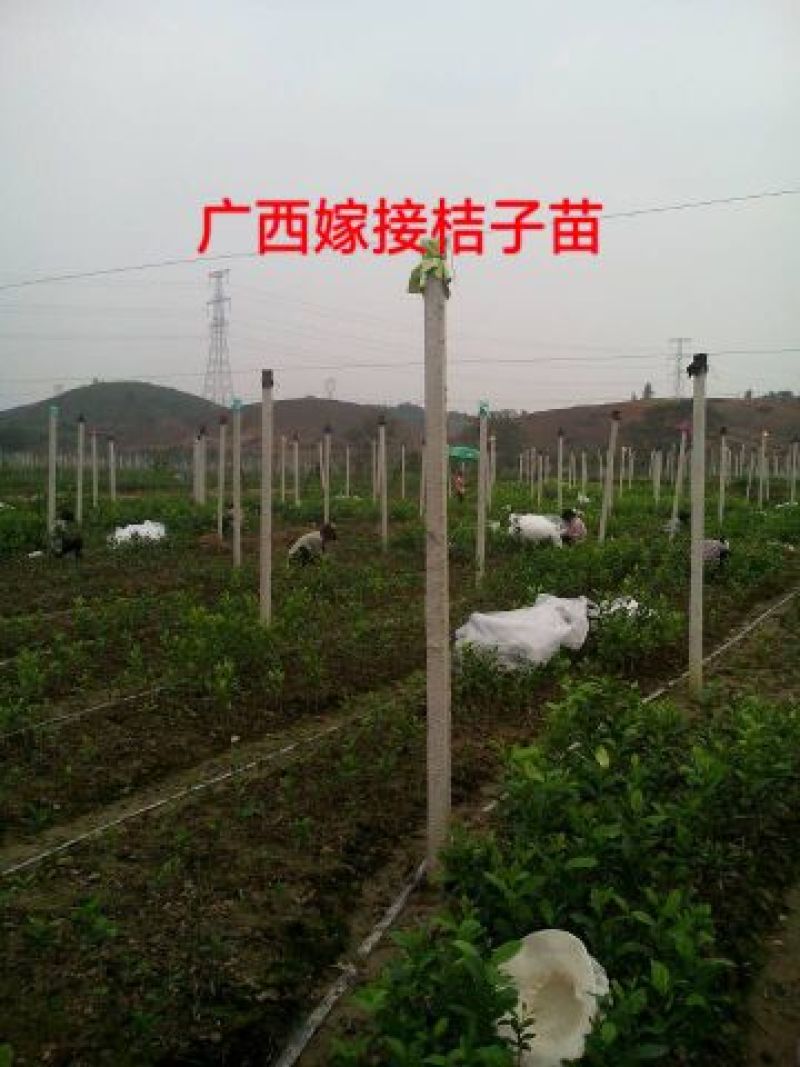嫁接绑带新疆嫁接工人甘肃嫁接工人嫁接桃树苗