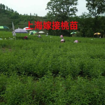 嫁接绑带新疆嫁接工人甘肃嫁接工人嫁接桃树苗