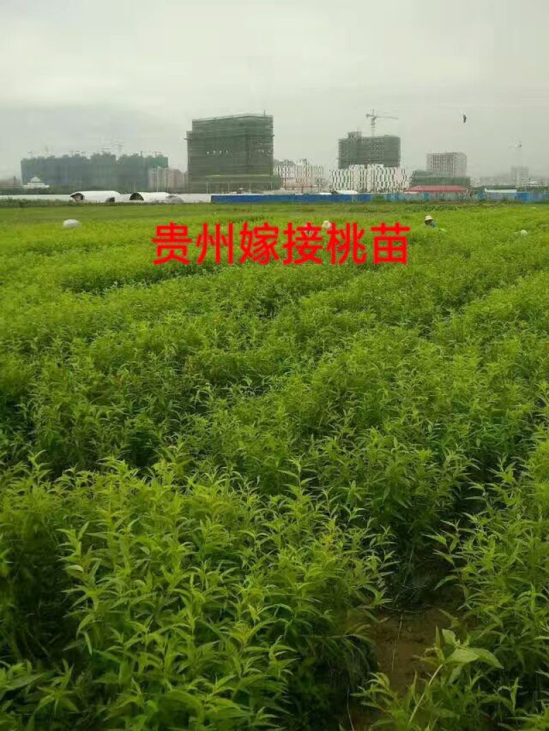 嫁接绑带新疆嫁接工人甘肃嫁接工人嫁接桃树苗