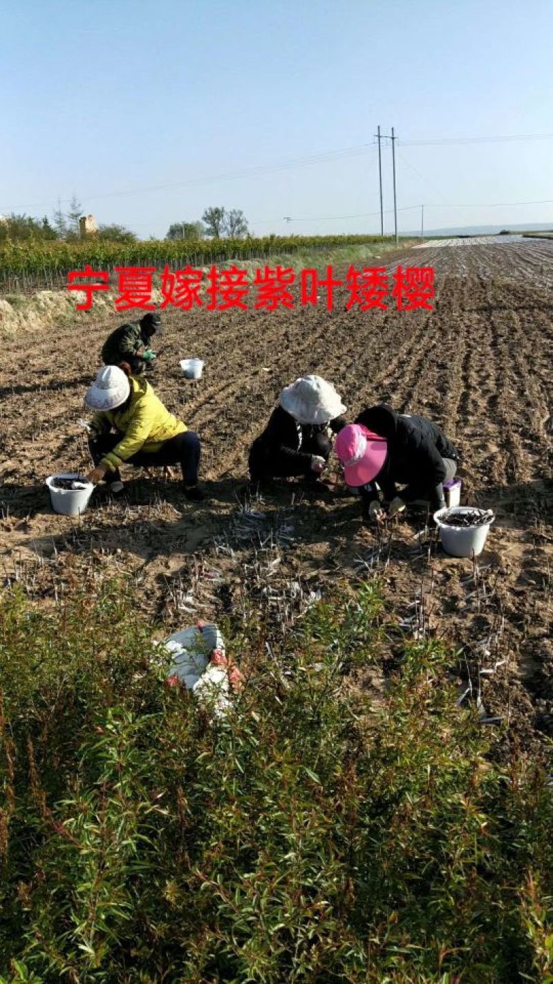 嫁接绑带新疆嫁接工人甘肃嫁接工人嫁接桃树苗