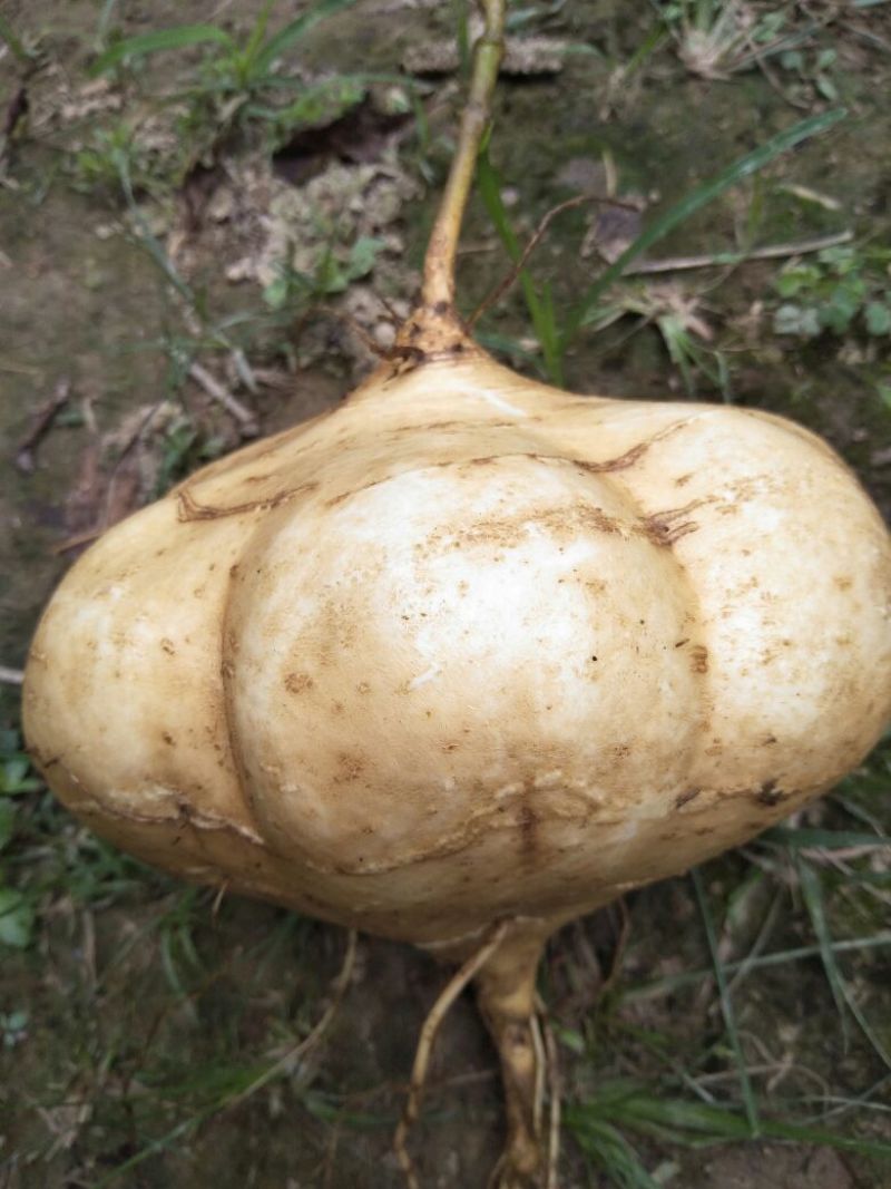 凉薯，皮薄肉嫩化渣，清脆可口