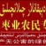 灰枣