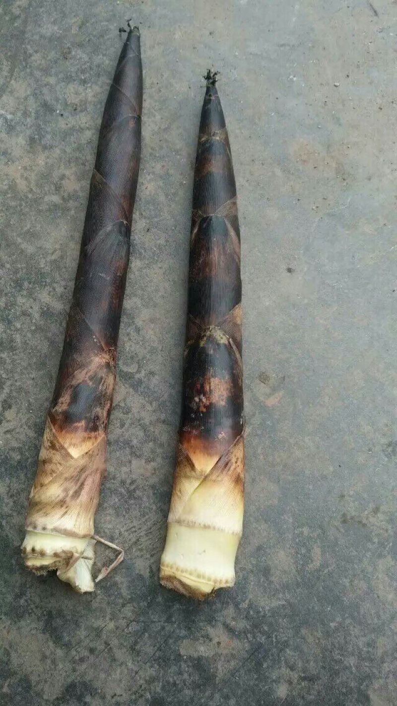 蕾竹苗出售