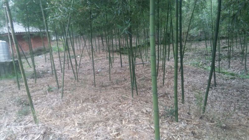 蕾竹苗出售