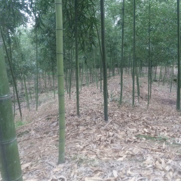 蕾竹苗出售