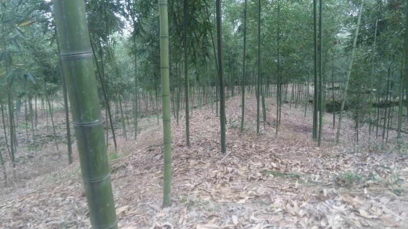 蕾竹苗出售