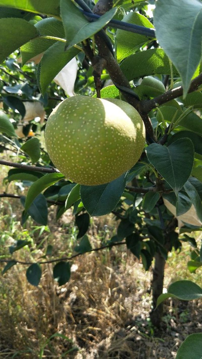 山东莱阳华山梨大量上市黄皮青皮糖度高质量好欢迎对接