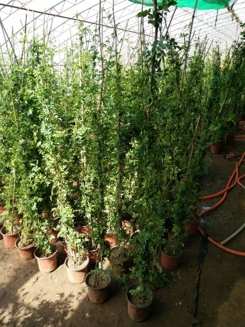 蔷薇花