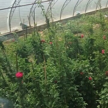 蔷薇花