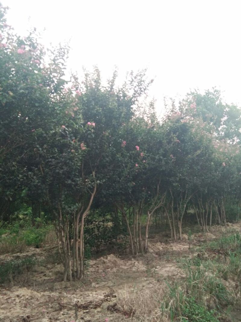 丛生紫薇