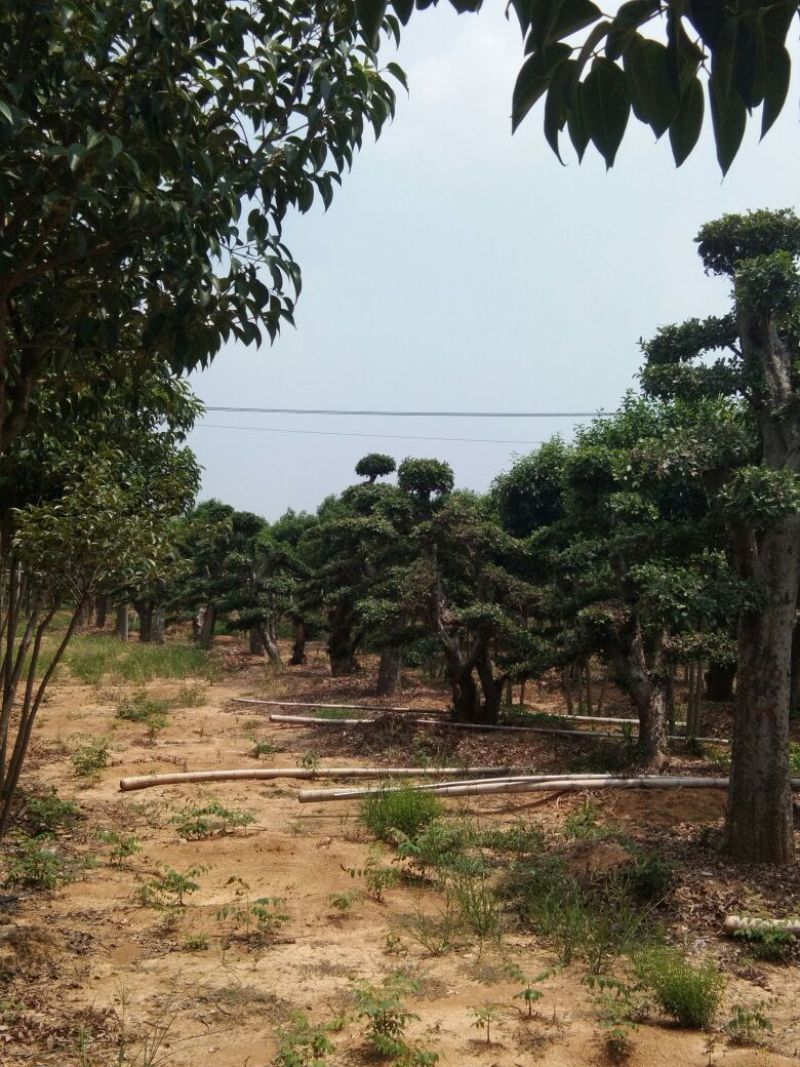 榆树造型