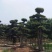 榆树造型