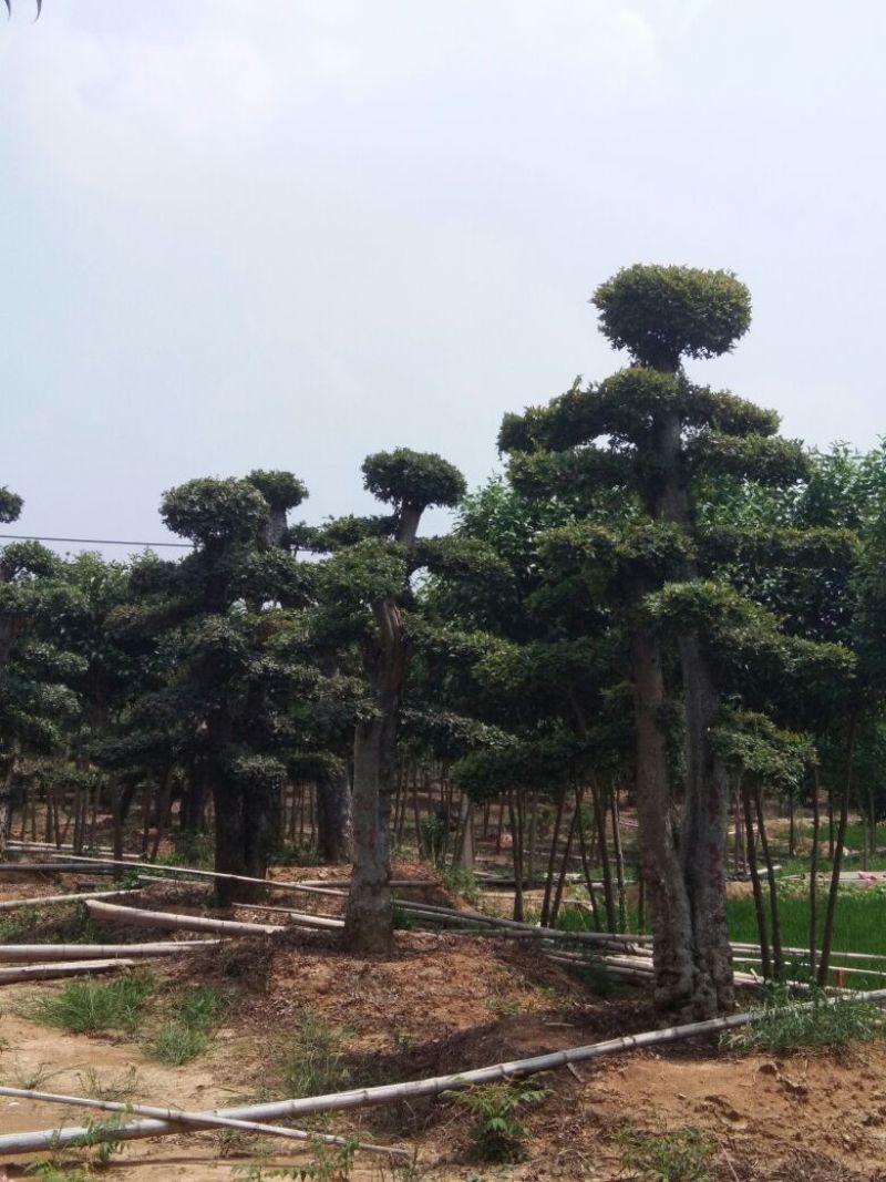 榆树造型