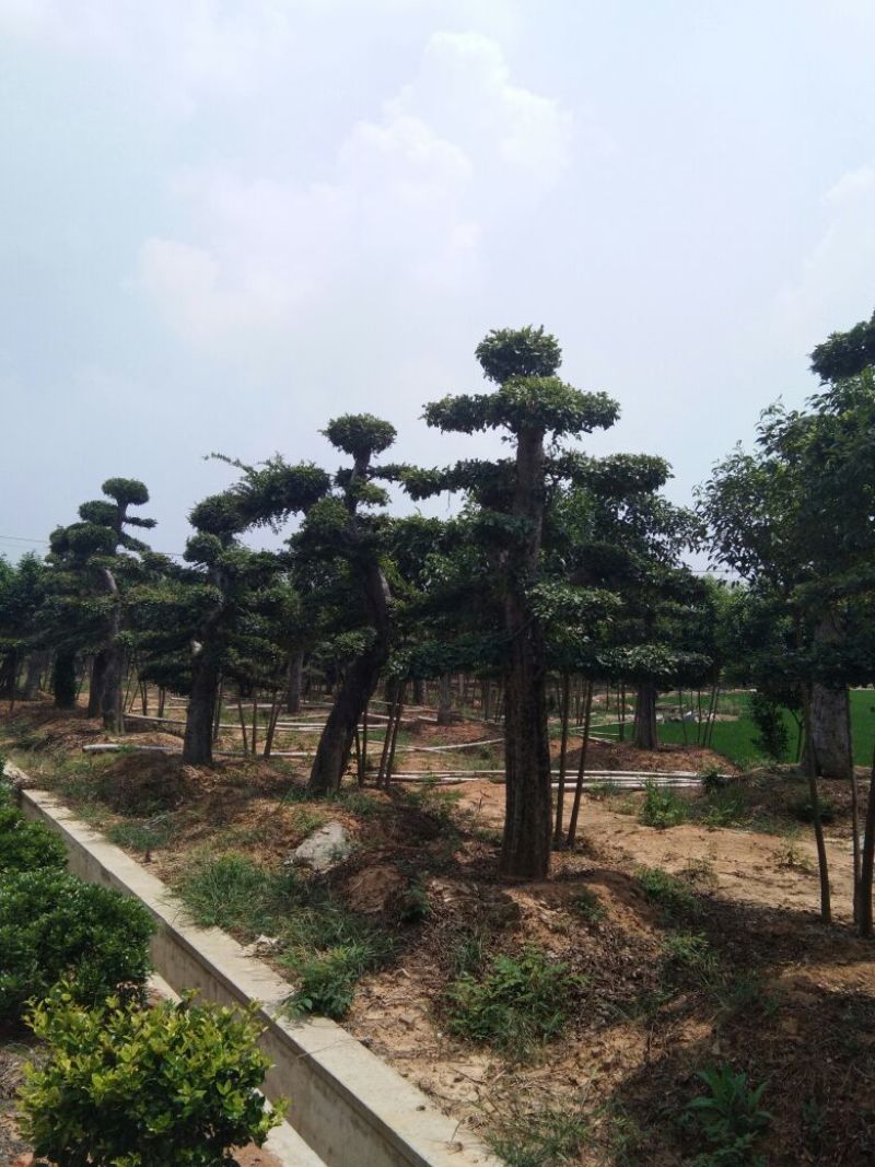 榆树造型