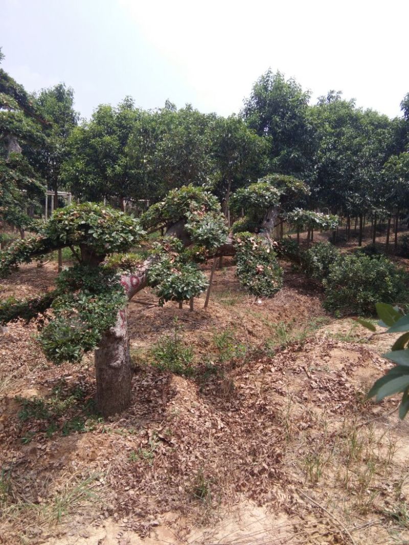 榆树造型