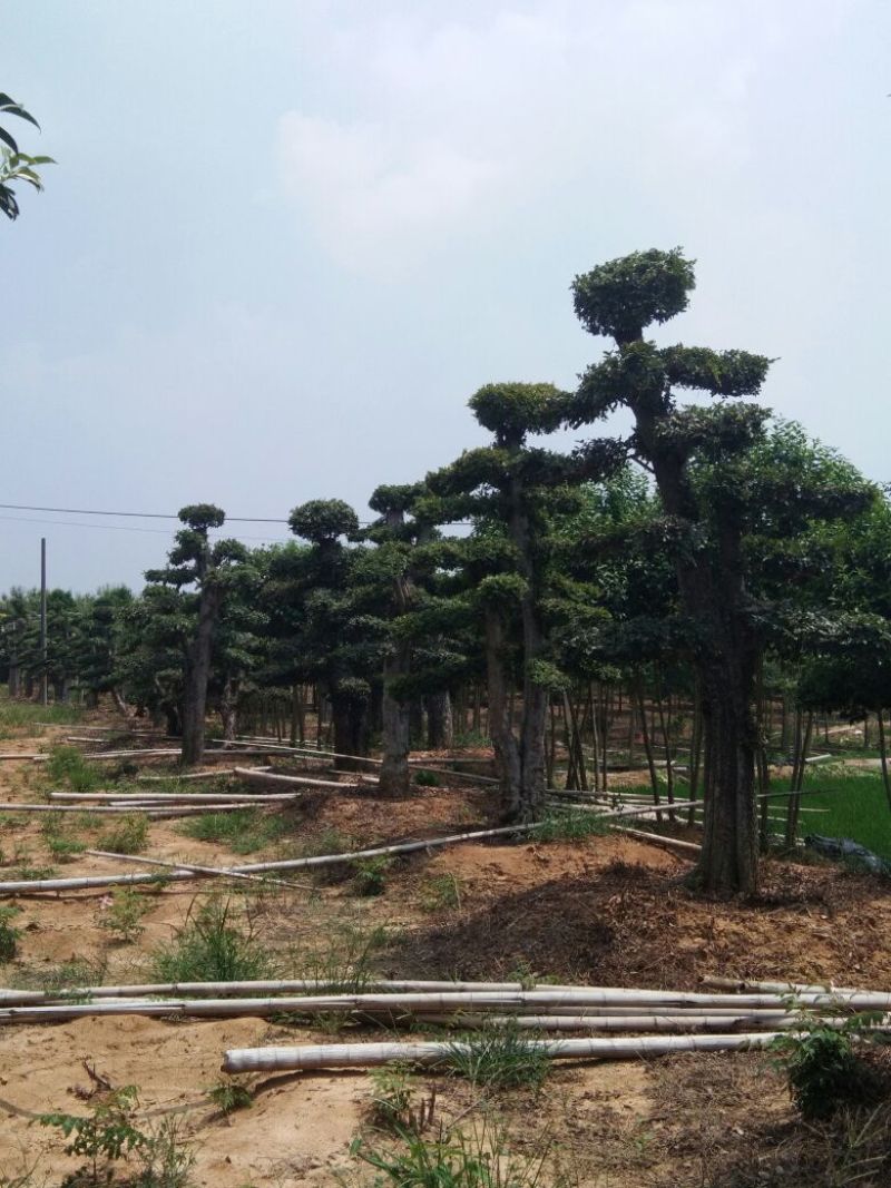榆树造型