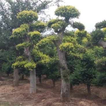 榆树造型