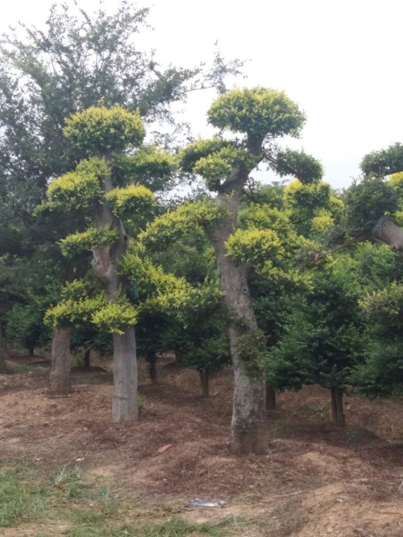 榆树造型
