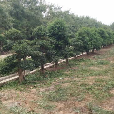 小叶女贞造型树