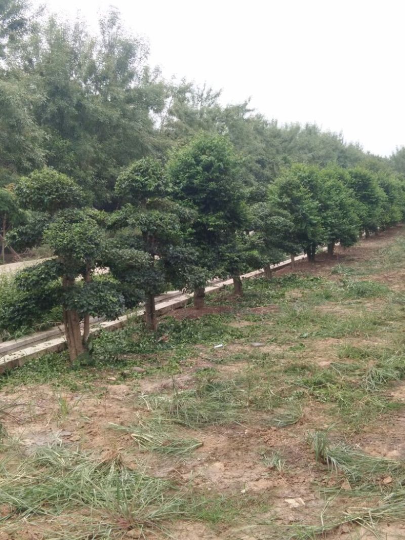 小叶女贞造型树