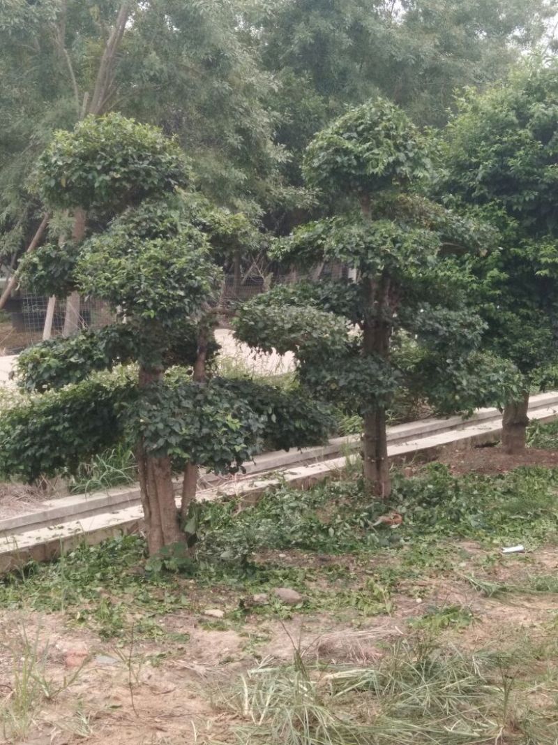 小叶女贞造型树