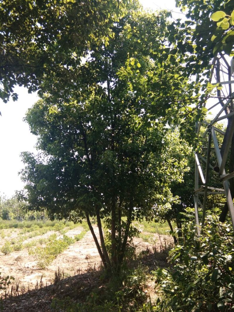 丛生香樟