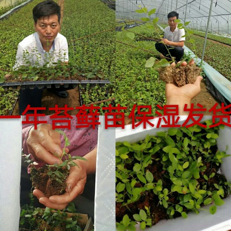 优质早熟蓝莓苗，L，L2，F16，H5，法新蓝，绿宝石，
