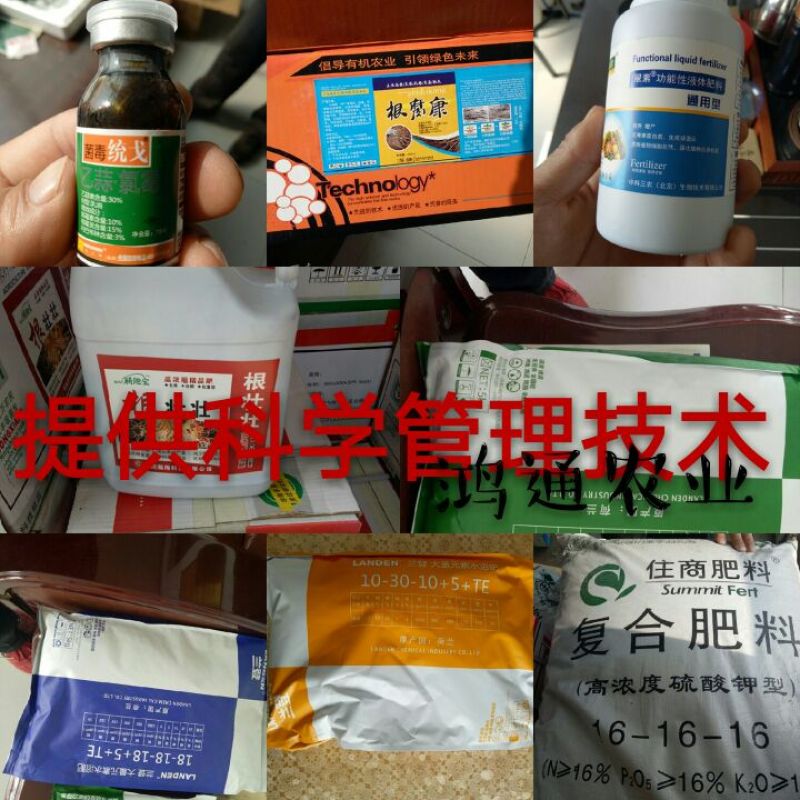 优质早熟蓝莓苗，L，L2，F16，H5，法新蓝，绿宝石，