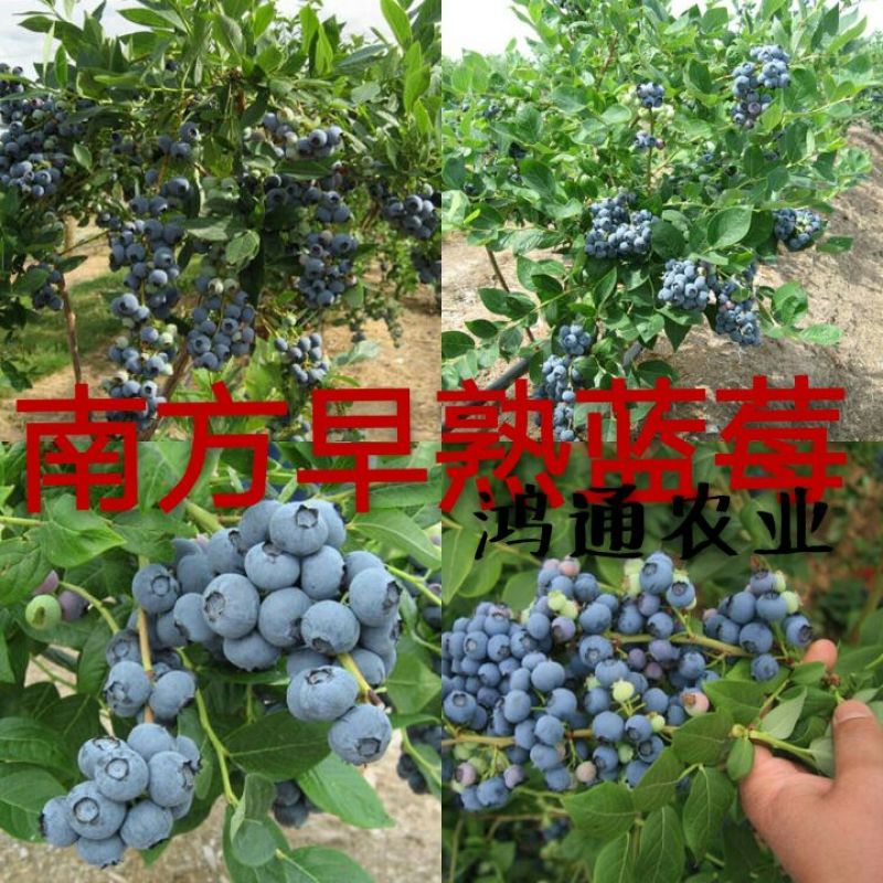 优质早熟蓝莓苗，L，L2，F16，H5，法新蓝，绿宝石，