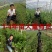 优质早熟蓝莓苗，L，L2，F16，H5，法新蓝，绿宝石，