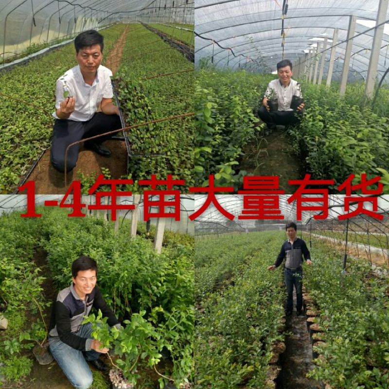 优质早熟蓝莓苗，L，L2，F16，H5，法新蓝，绿宝石，