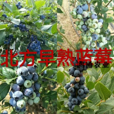 优质早熟蓝莓苗，L，L2，F16，H5，法新蓝，绿宝石，