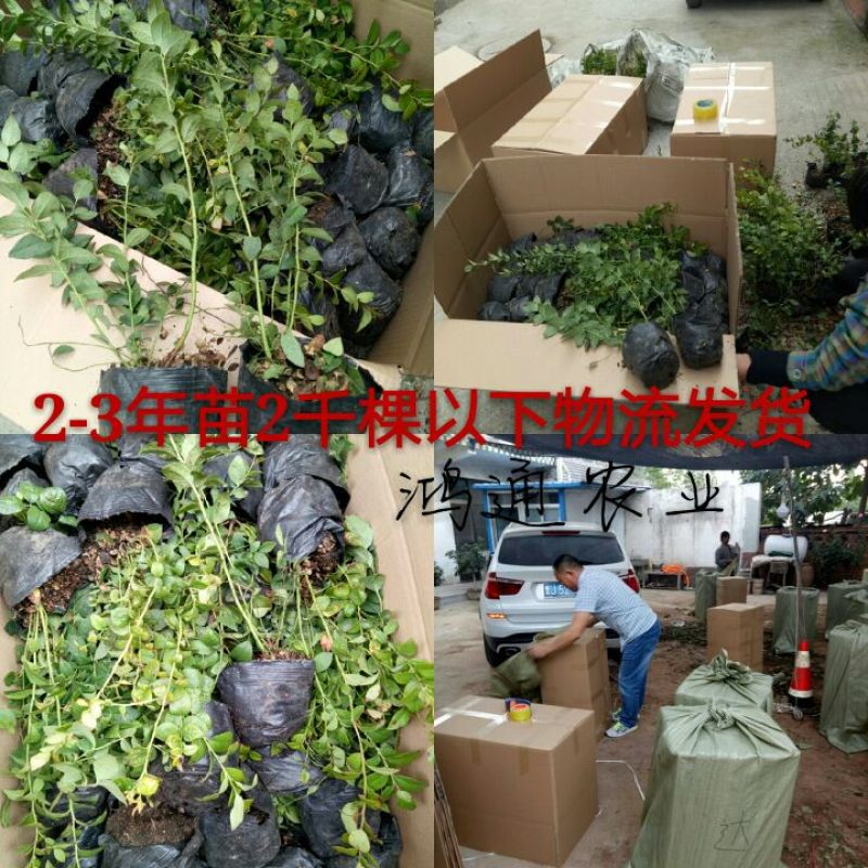 优质早熟蓝莓苗，L，L2，F16，H5，法新蓝，绿宝石，