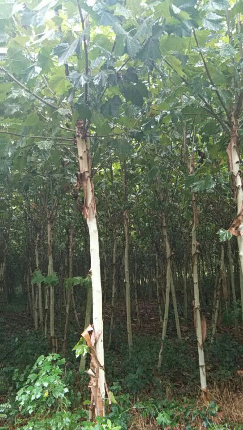 法桐