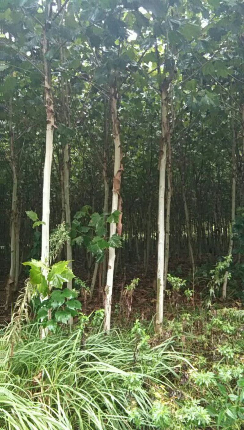法桐
