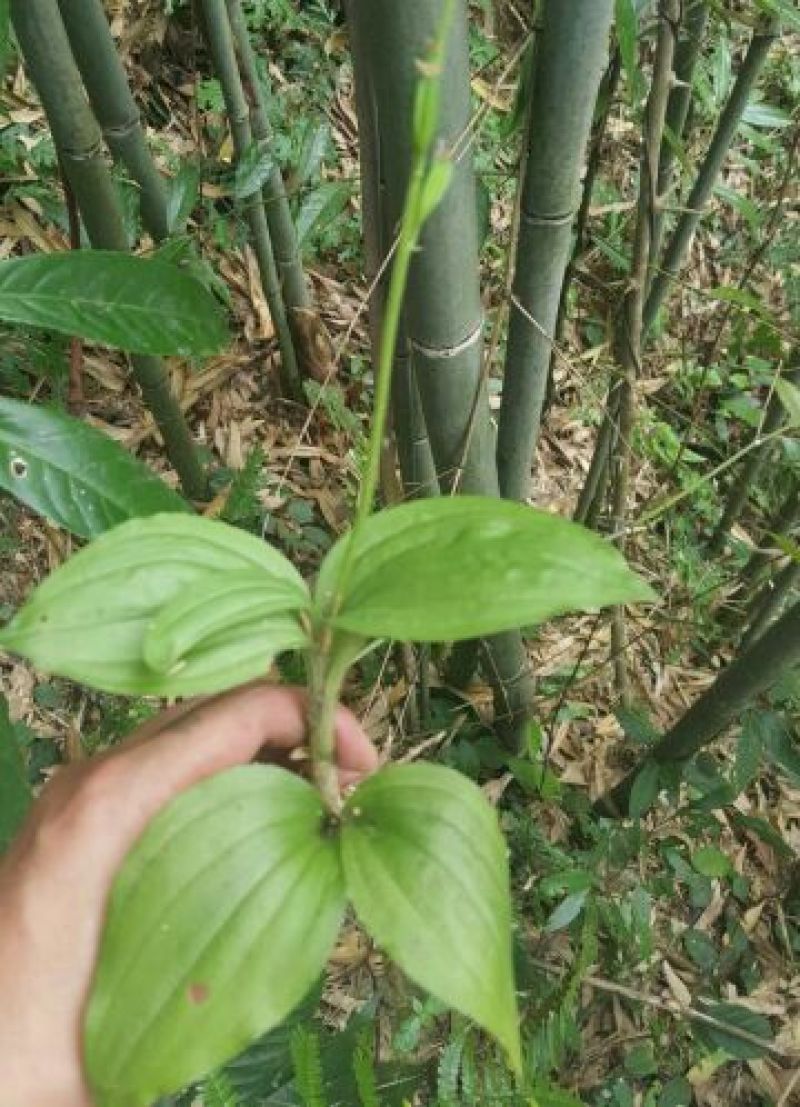 四川贵州见血清野生冷背药材
