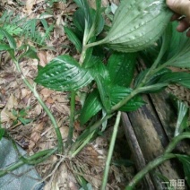 四川贵州见血清野生冷背药材