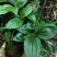 四川贵州见血清野生冷背药材