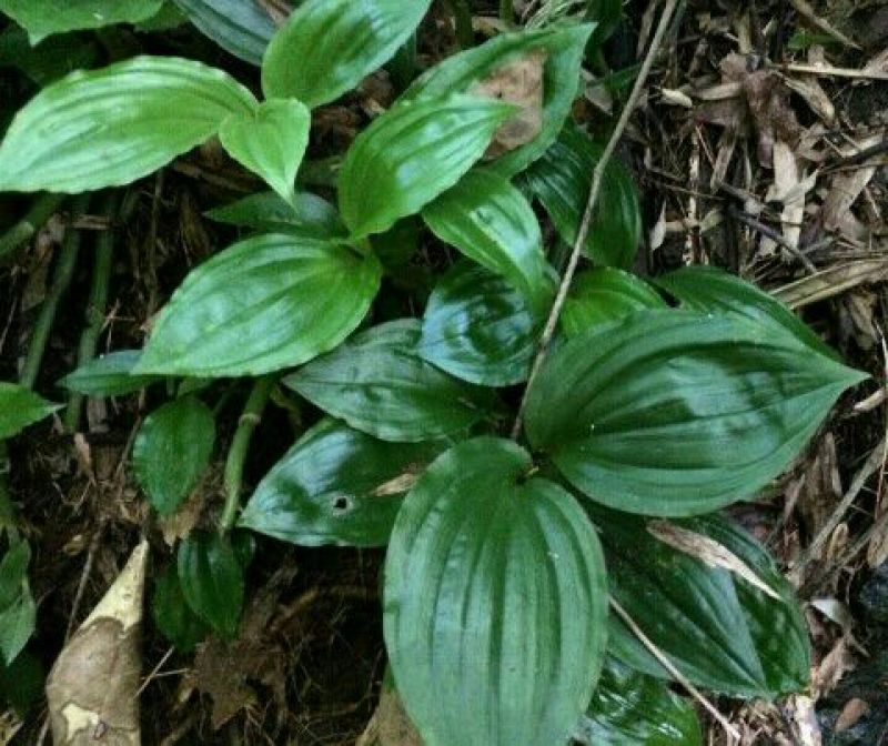 四川贵州见血清野生冷背药材